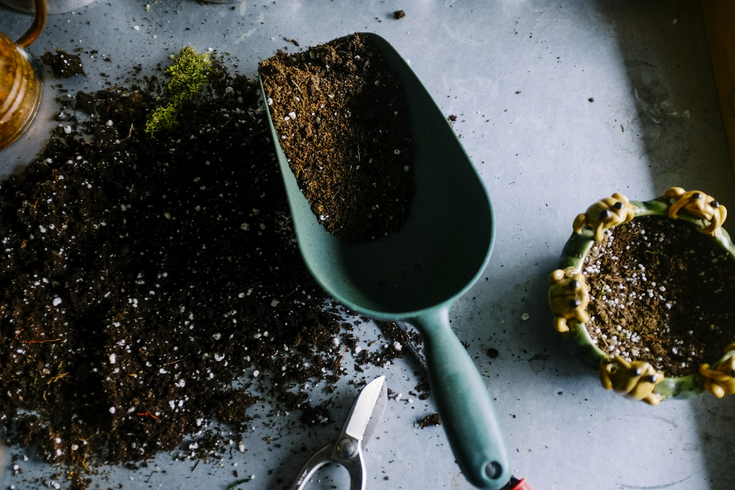 Plantas y cuidado de espacios